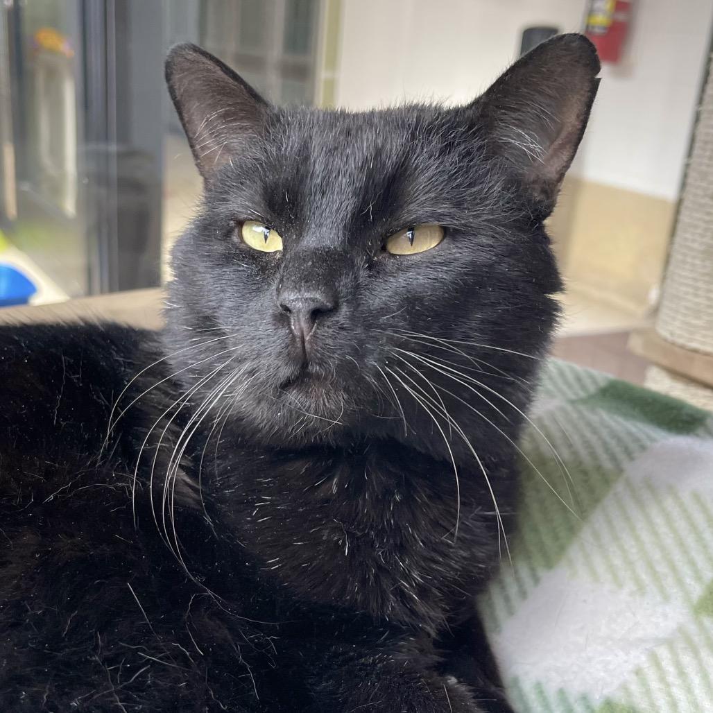 Ganache — thumbnail 5