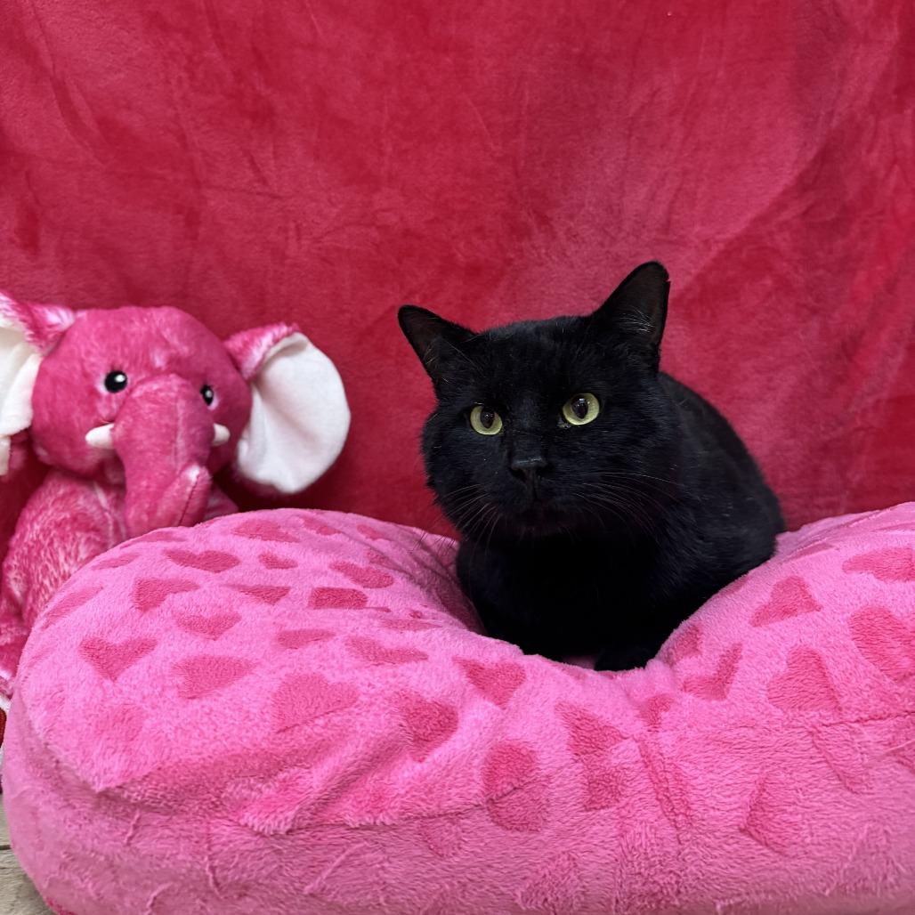Enlarge Ganache, a Adoptable Domestic Short Hair in Deerfield, IL image 4/5