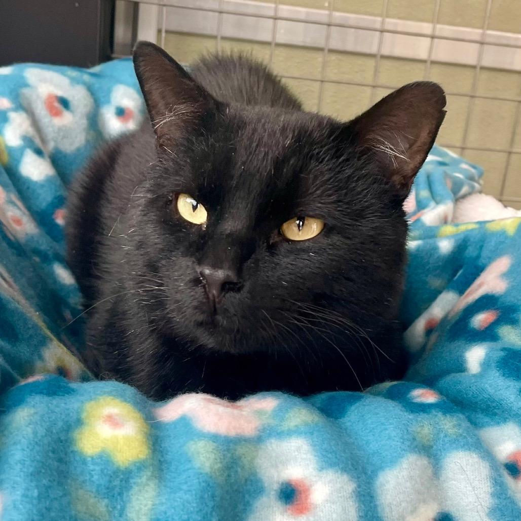 Enlarge Ganache, a Adoptable Domestic Short Hair in Deerfield, IL image 4/5