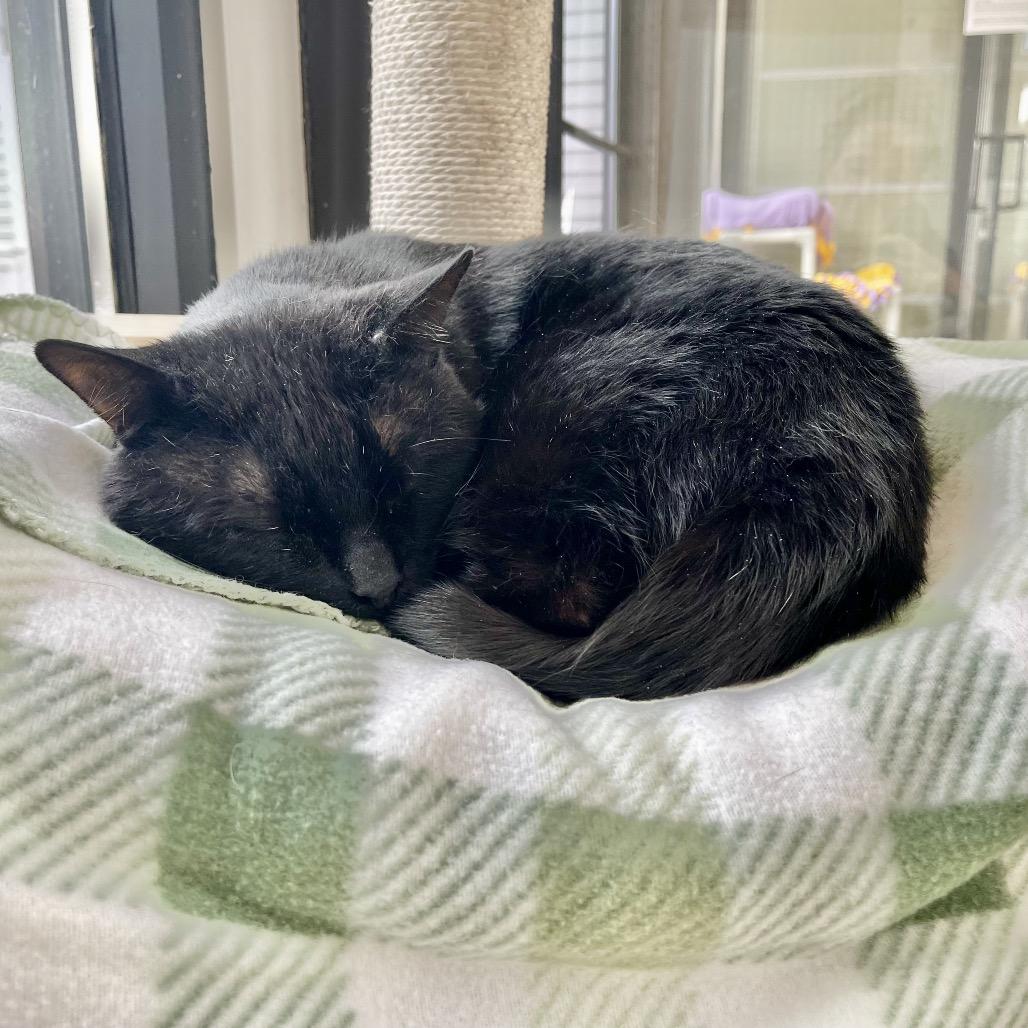 Enlarge Ganache, a Adoptable Domestic Short Hair in Deerfield, IL image 5/5