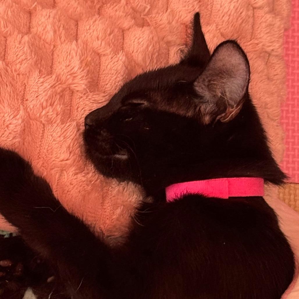 Mira, Adoptable, Young Female Domestic Short Hair.