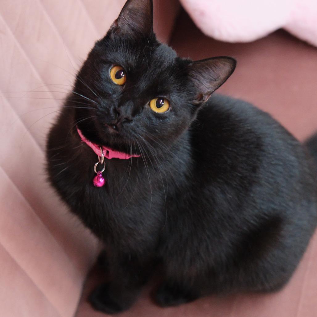 Enlarge Mira, a Adoptable Domestic Short Hair in Morgan Hill, CA image 1/1