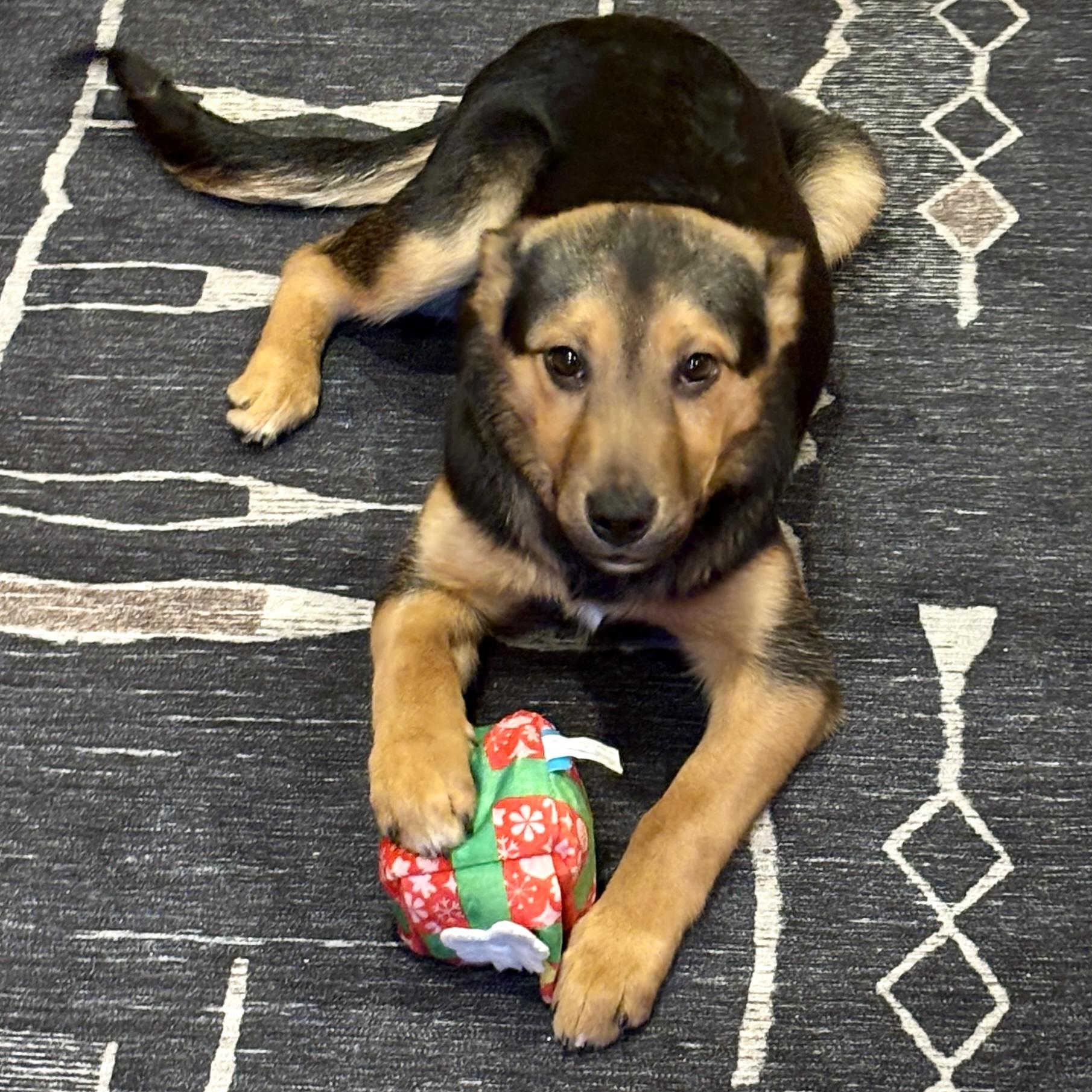 Enlarge Daisy, a ADOPTABLE mixed breed in Prior Lake, MN image 4/6