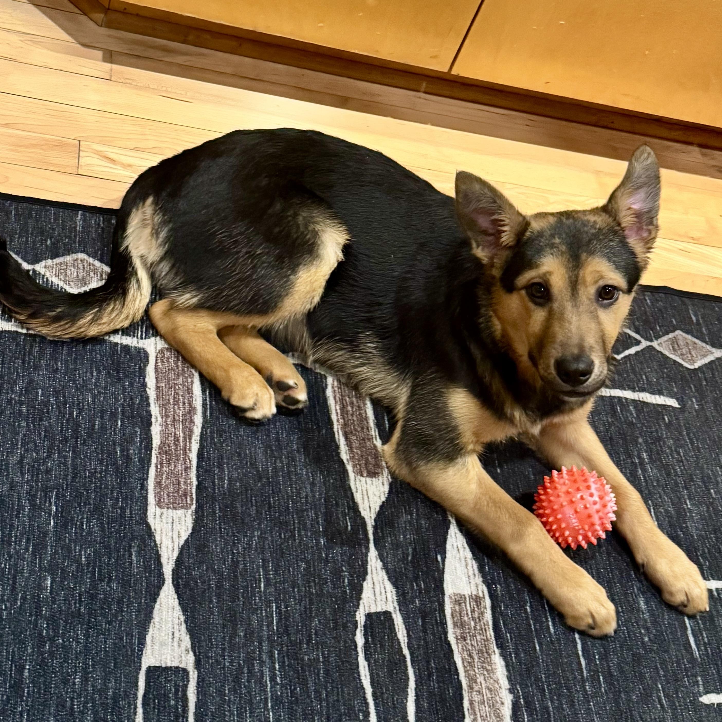 Enlarge Daisy, a ADOPTABLE mixed breed in Prior Lake, MN image 1/6