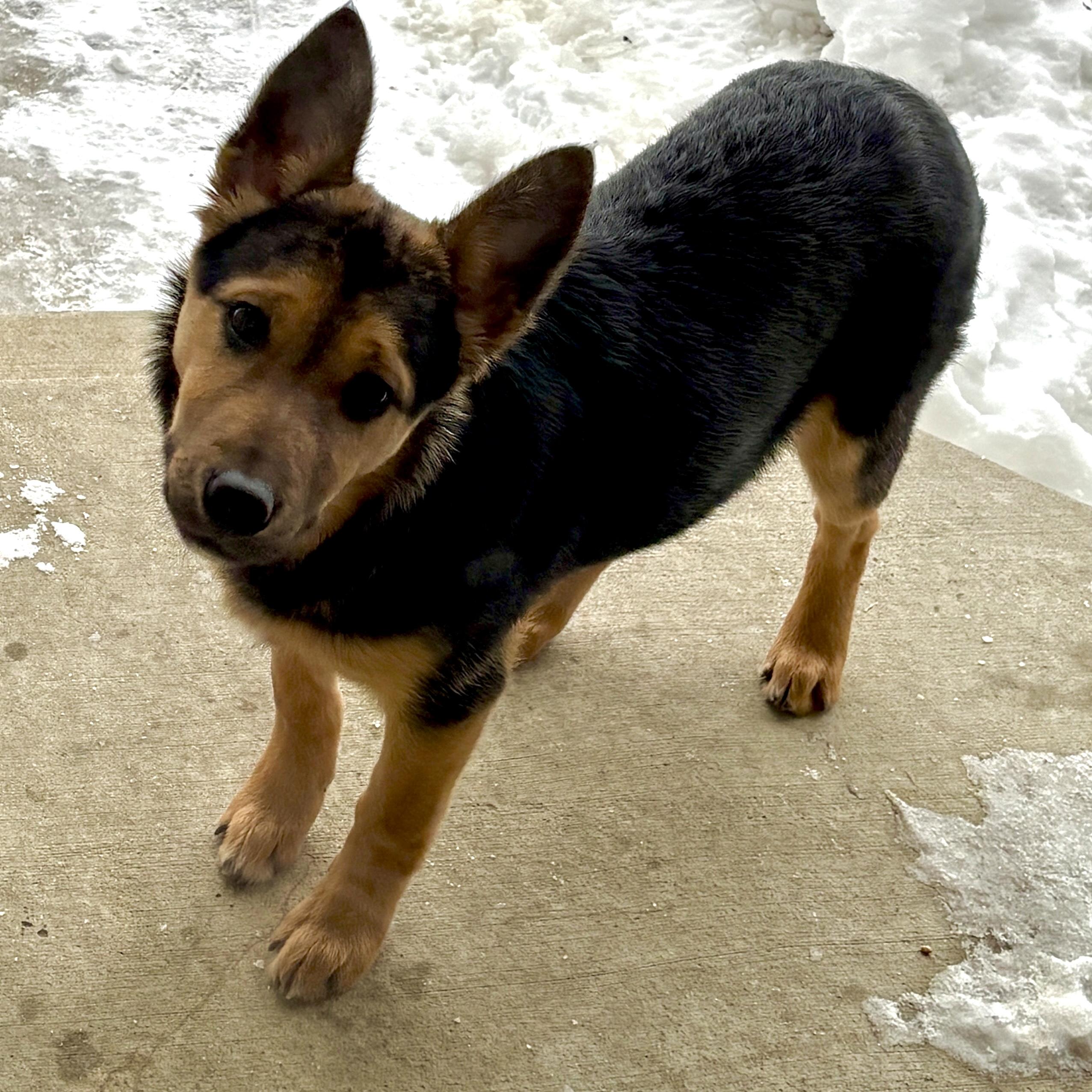 Enlarge Daisy, a ADOPTABLE mixed breed in Prior Lake, MN image 2/6