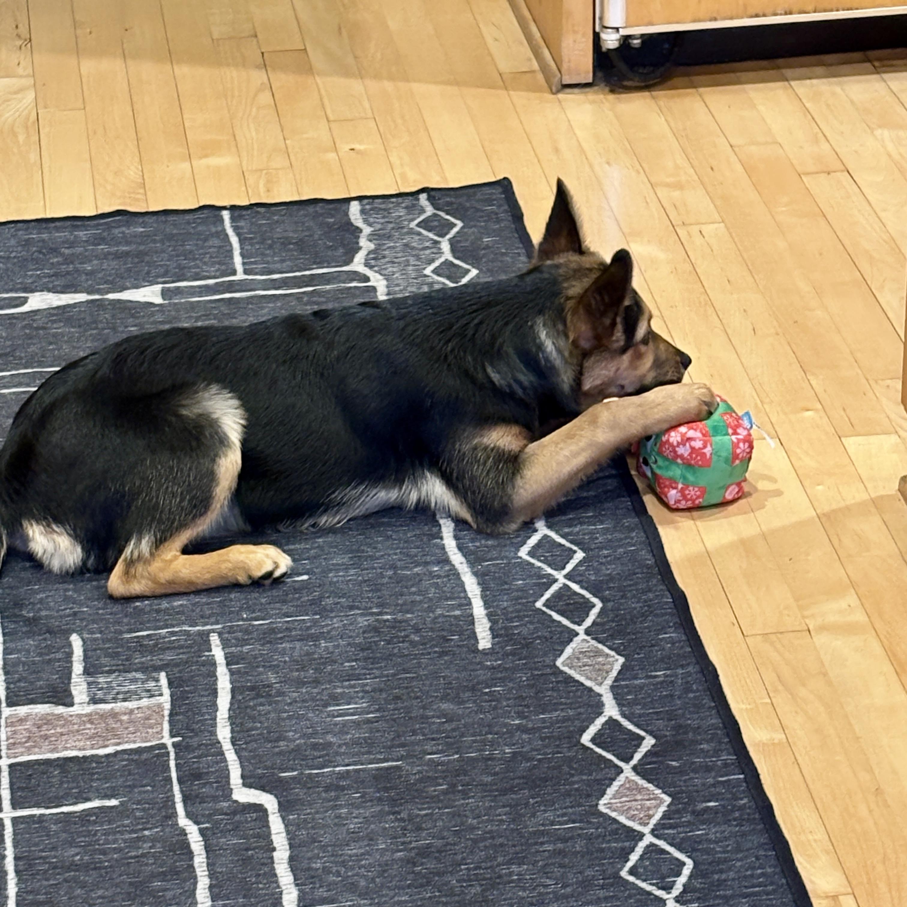 Enlarge Daisy, a ADOPTABLE mixed breed in Prior Lake, MN image 6/6