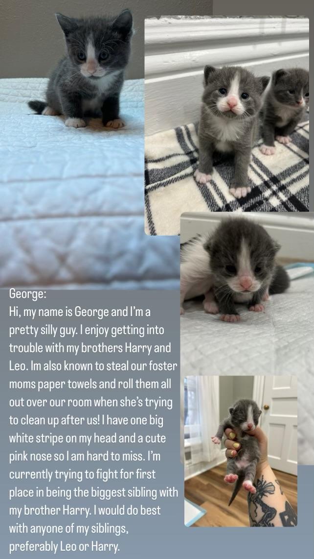 Georgie photo 2