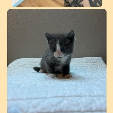 Georgie, Baby Male Domestic Short Hair