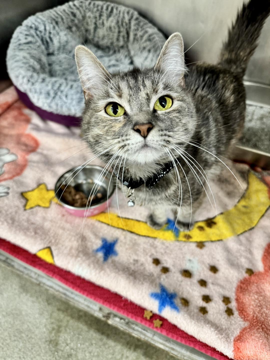 Ava, ADOPTABLE, Adult Female Domestic Short Hair.