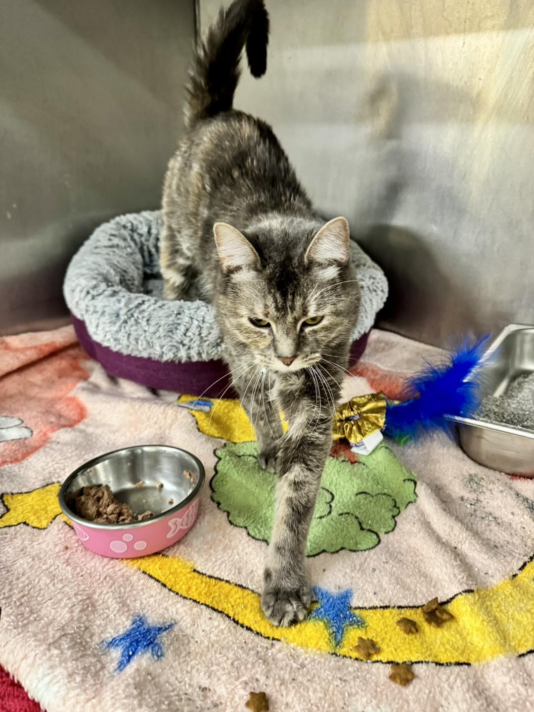 Enlarge Ava, a ADOPTABLE mixed breed in Passaic, NJ image 2/2