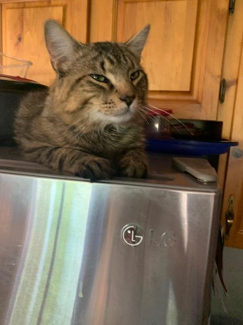 Carleton, a ADOPTABLE mixed breed in Pickering, ON image 2/3