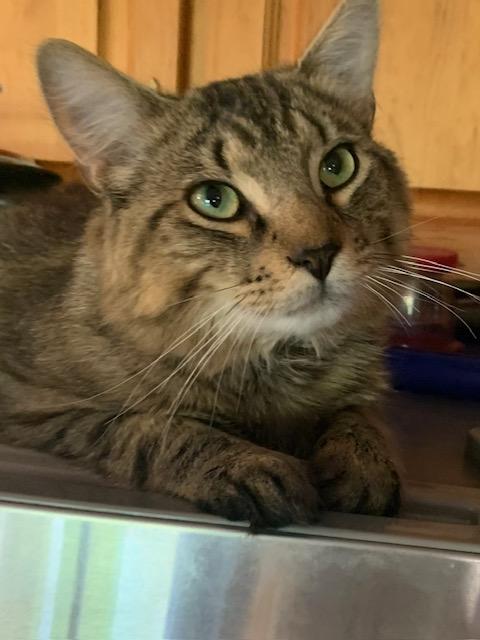 Carleton, ADOPTABLE, Young Male Domestic Medium Hair.