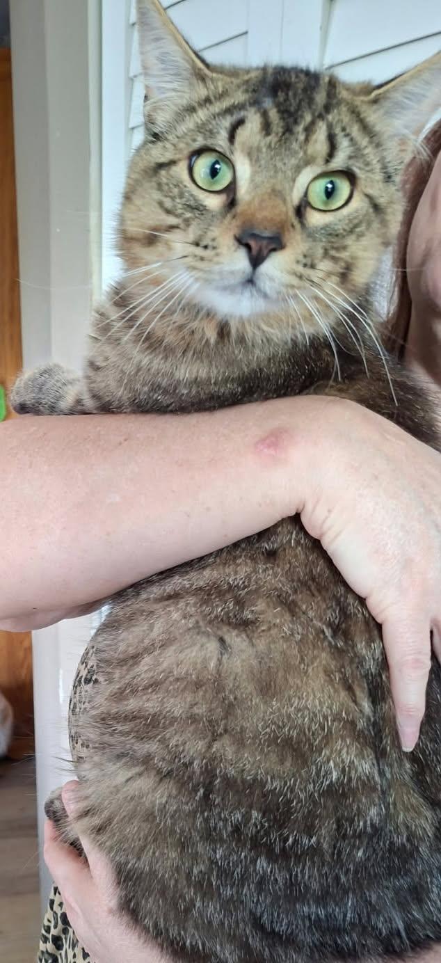 Carleton, a ADOPTABLE mixed breed in Pickering, ON image 3/3