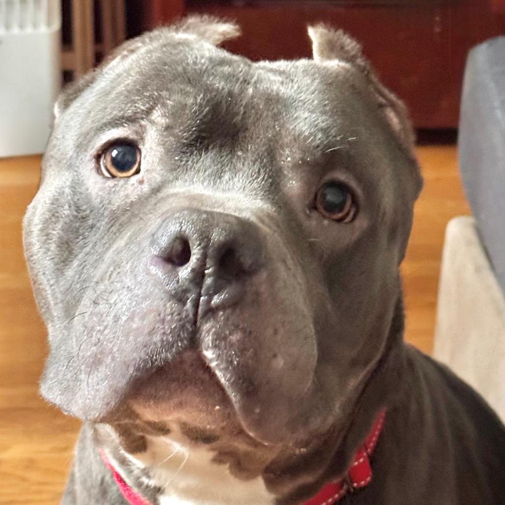 Mack, Adoptable, Senior Male Pit Bull Terrier.