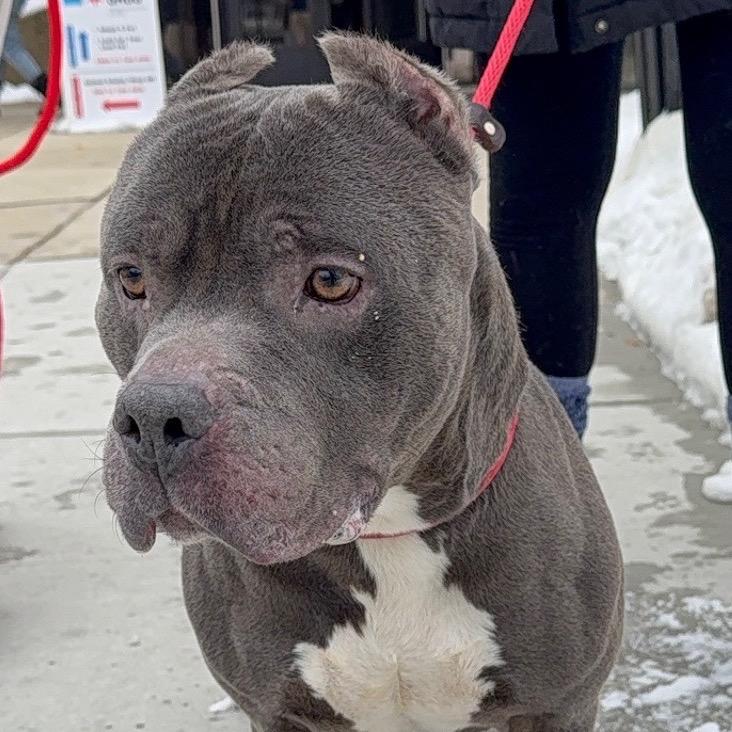 Enlarge Mack, a Adoptable Pit Bull Terrier in Chicago, IL image 2/6