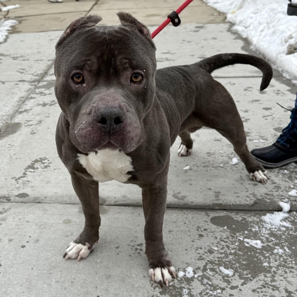 Enlarge Mack, a Adoptable Pit Bull Terrier in Chicago, IL image 3/6