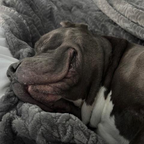 Enlarge Mack, a Adoptable Pit Bull Terrier in Chicago, IL image 2/5