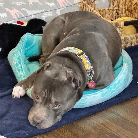 Enlarge Mack, a Adoptable Pit Bull Terrier in Chicago, IL image 3/5