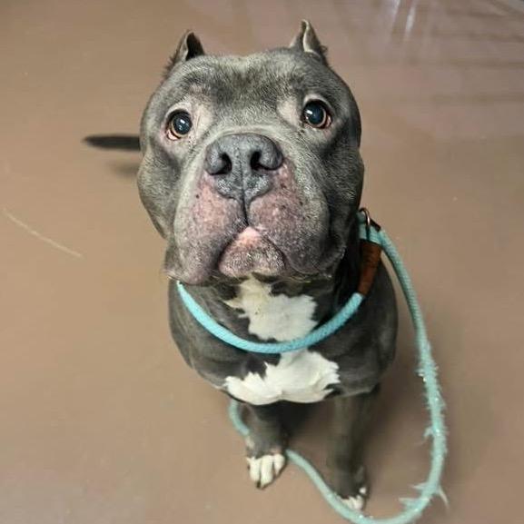 Enlarge Mack, a Adoptable Pit Bull Terrier in Chicago, IL image 4/6