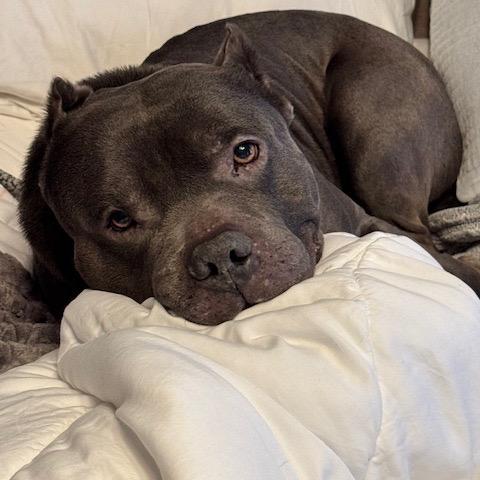 Enlarge Mack, a Adoptable Pit Bull Terrier in Chicago, IL image 4/5