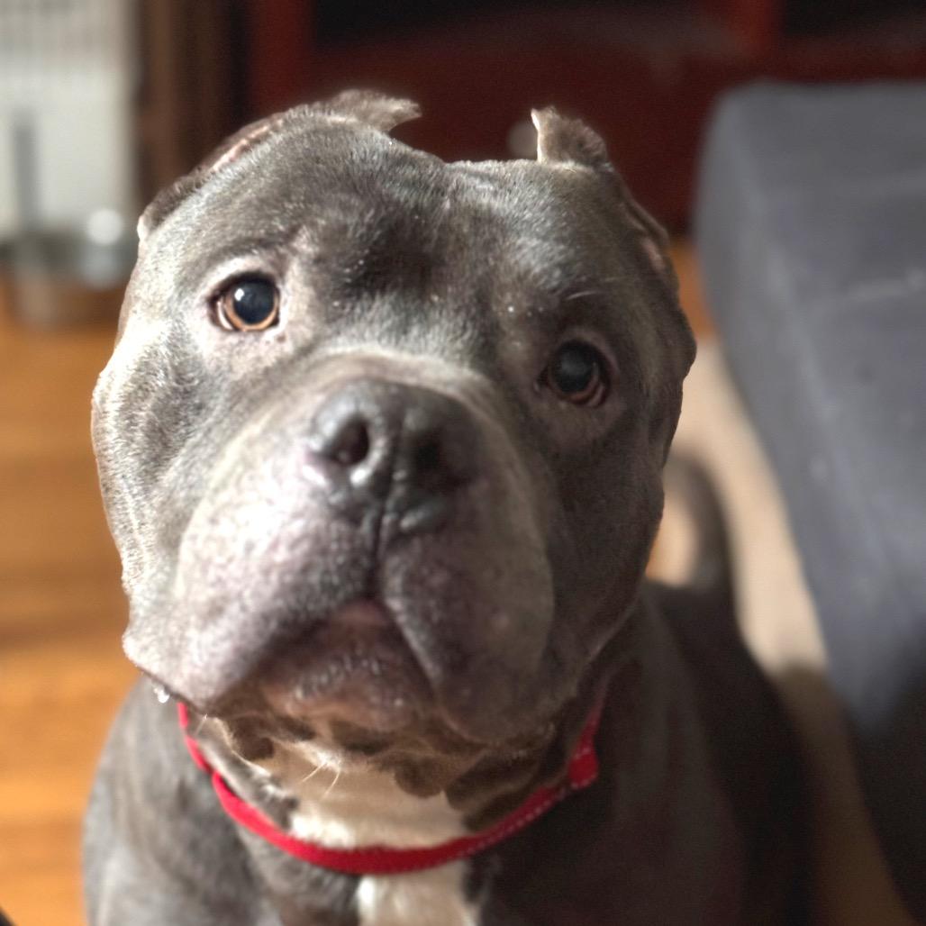 Enlarge Mack, a Adoptable Pit Bull Terrier in Chicago, IL image 5/6