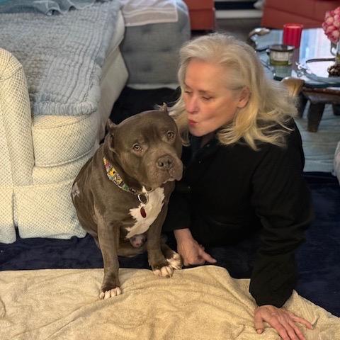 Enlarge Mack, a Adoptable Pit Bull Terrier in Chicago, IL image 5/5