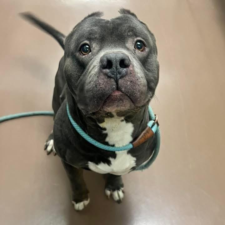 Enlarge Mack, a Adoptable Pit Bull Terrier in Chicago, IL image 6/6