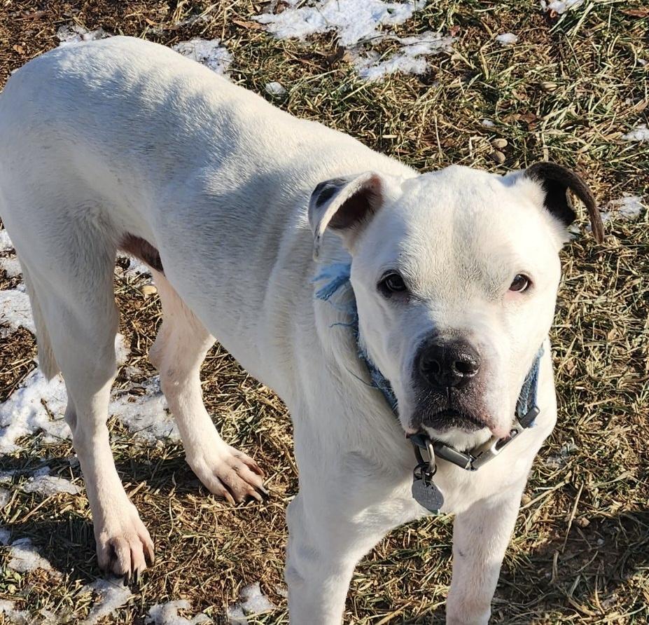 Enlarge Raleigh, a Adoptable mixed breed in Waldorf, MD image 1/1