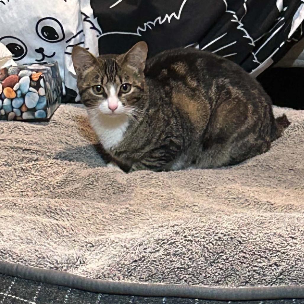 Jasper, Adoptable, Young Male Domestic Short Hair.