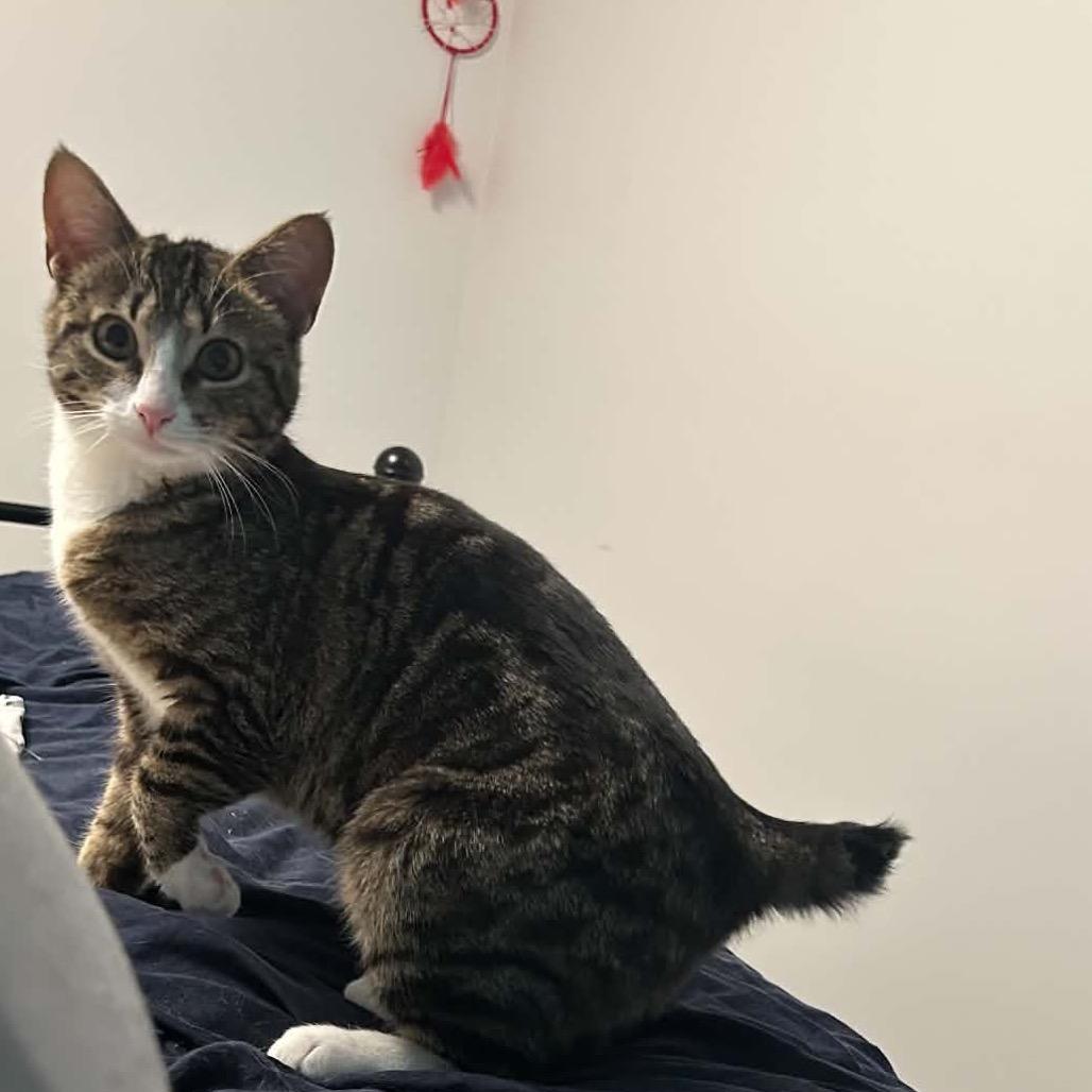 Jasper, Adoptable, Young Male Domestic Short Hair.