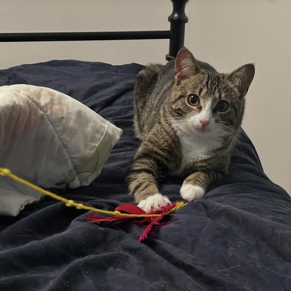 Jasper, a Adoptable Domestic Short Hair in Calgary, AB image 3/5