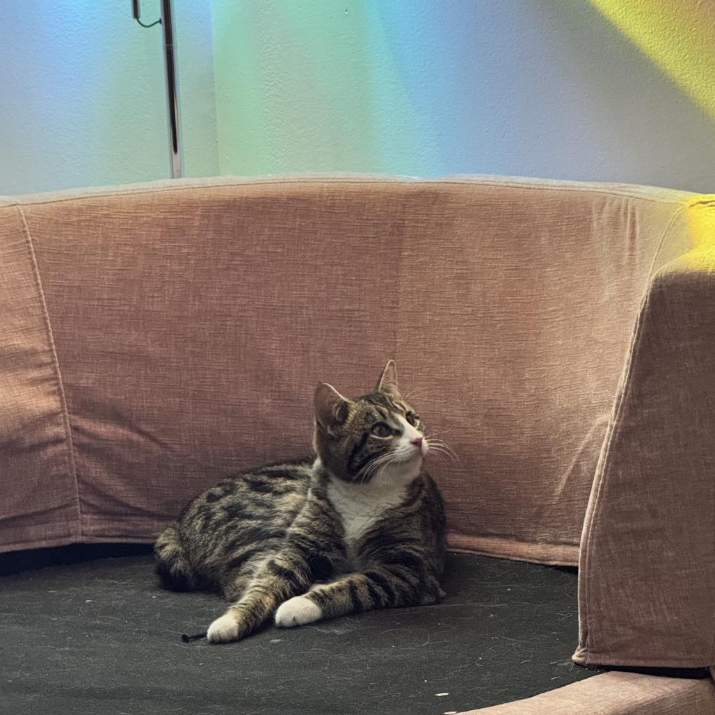 Jasper, Adoptable, Young Male Domestic Short Hair.