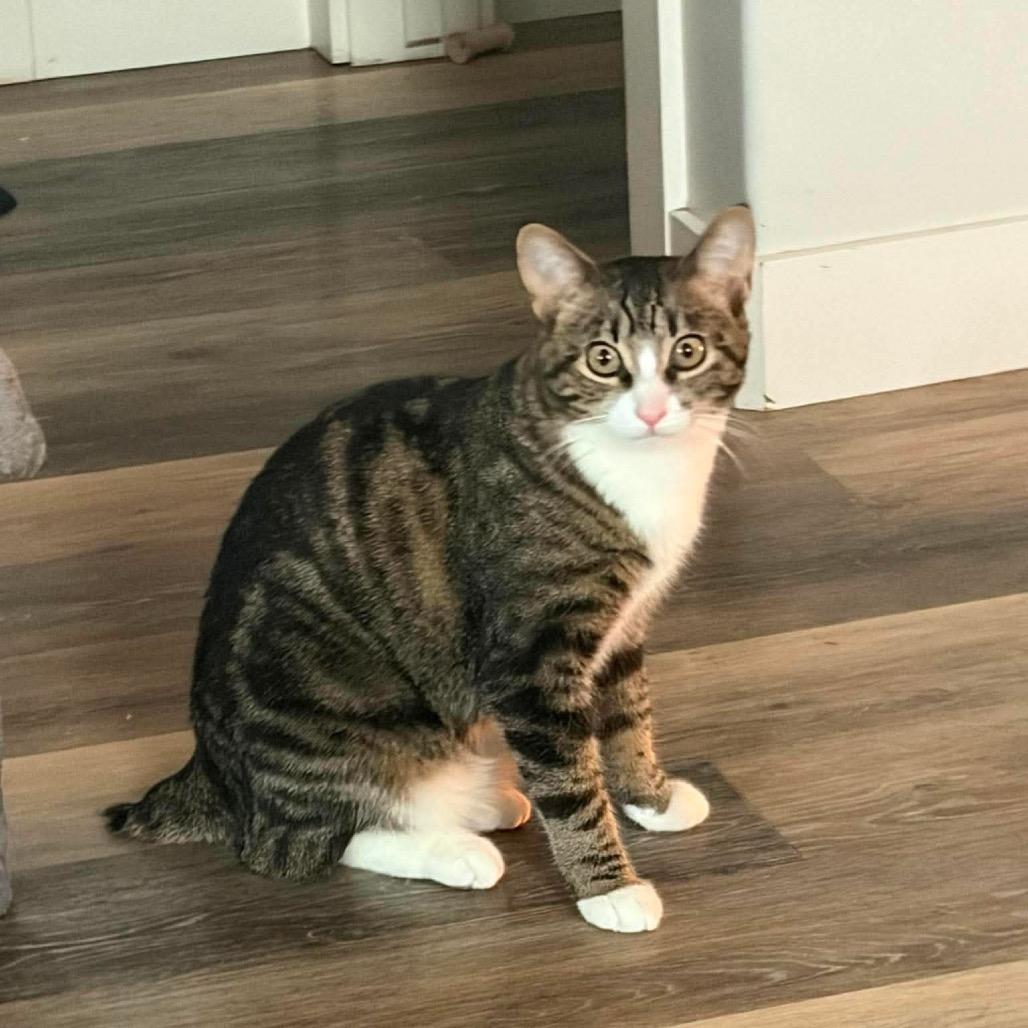 Enlarge Jasper, a Adoptable Domestic Short Hair in Calgary, AB image 3/5