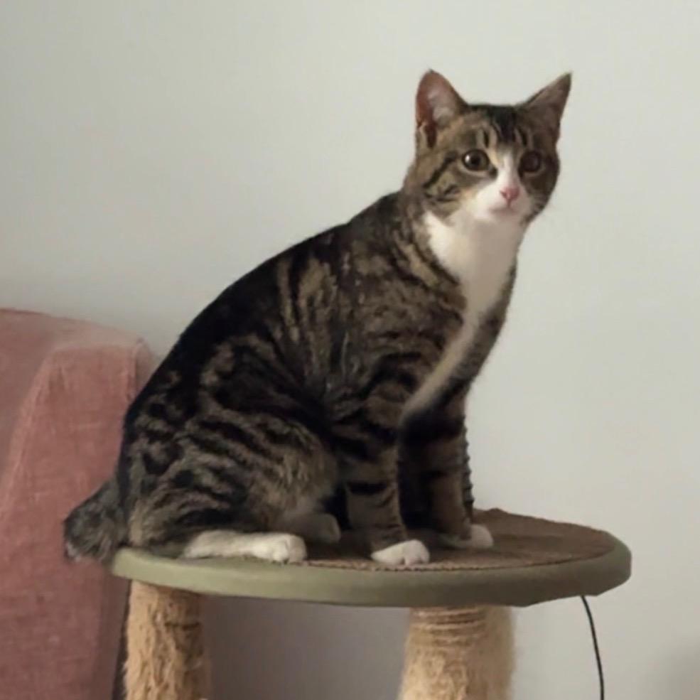 Jasper, Adoptable, Young Male Domestic Short Hair.