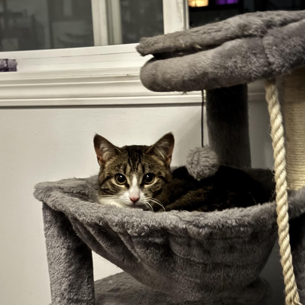 Enlarge Jasper, a Adoptable Domestic Short Hair in Calgary, AB image 3/6