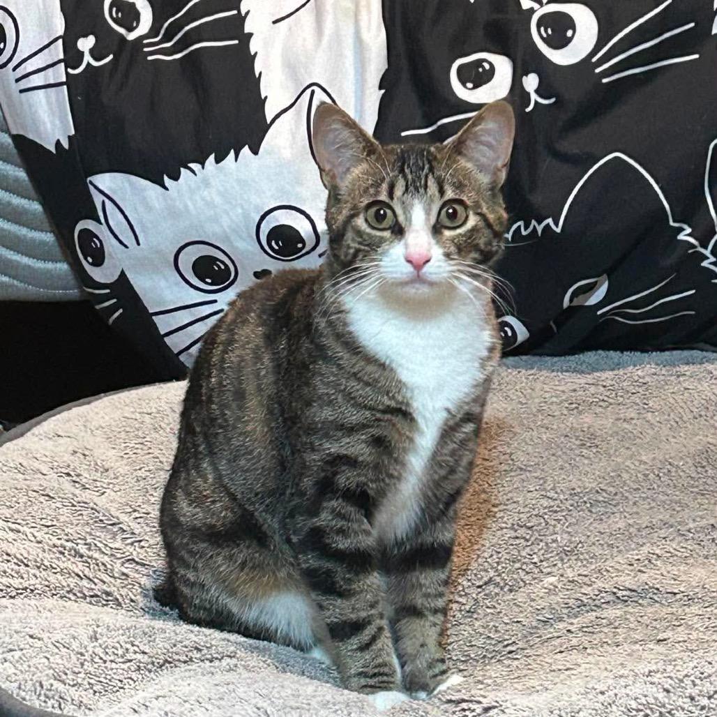 Jasper, a Adoptable Domestic Short Hair in Calgary, AB image 5/5