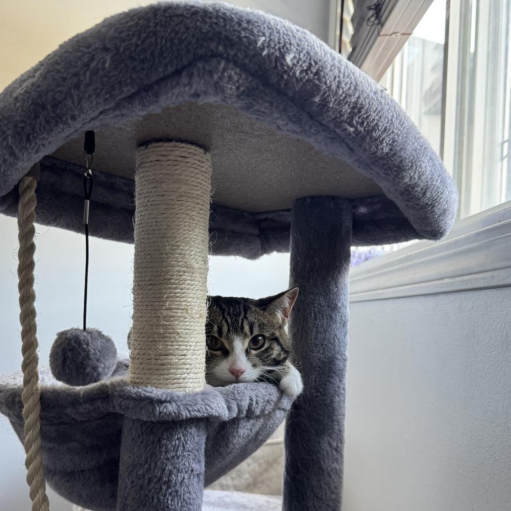 Enlarge Jasper, a Adoptable Domestic Short Hair in Calgary, AB image 3/4