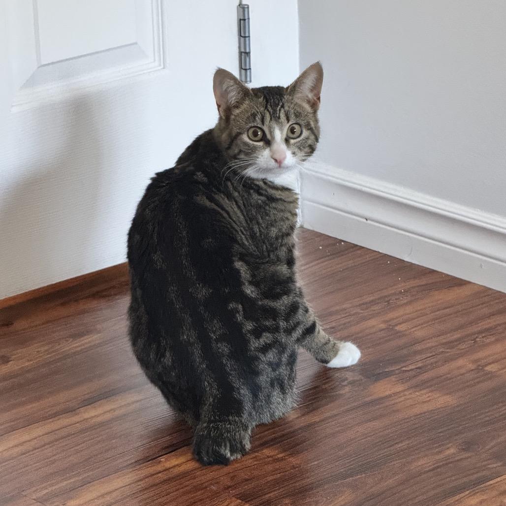 Enlarge Jasper, a Adoptable Domestic Short Hair in Calgary, AB image 5/6