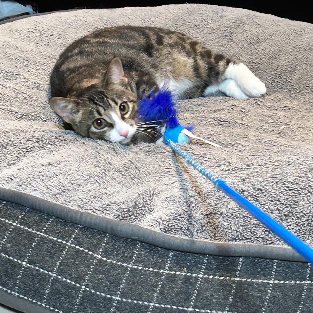 Enlarge Jasper, a Adoptable Domestic Short Hair in Calgary, AB image 5/5