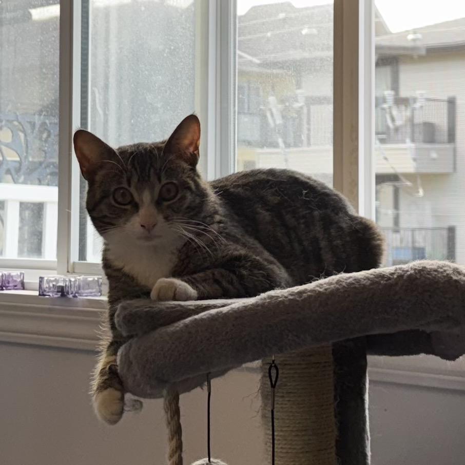 Enlarge Jasper, a Adoptable Domestic Short Hair in Calgary, AB image 4/6