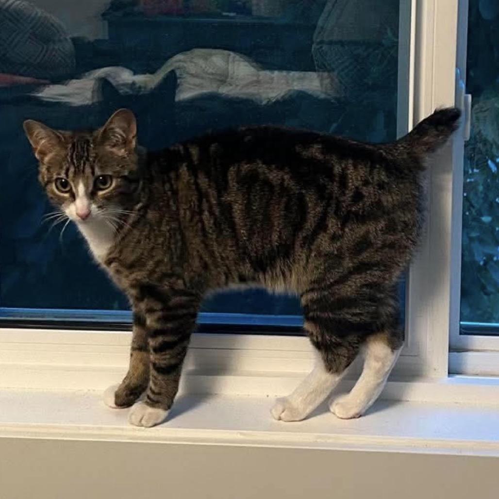 Enlarge Jasper, a Adoptable Domestic Short Hair in Calgary, AB image 5/6