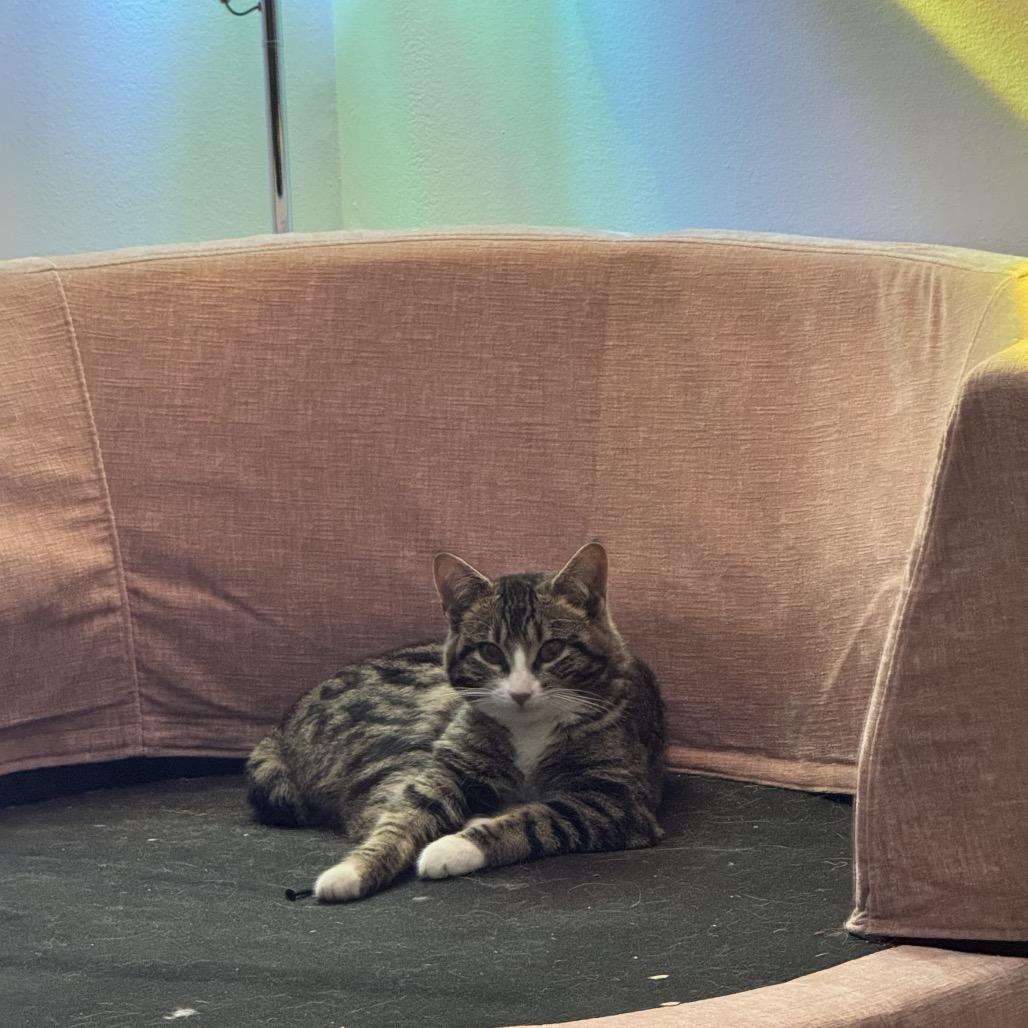 Enlarge Jasper, a Adoptable Domestic Short Hair in Calgary, AB image 4/4