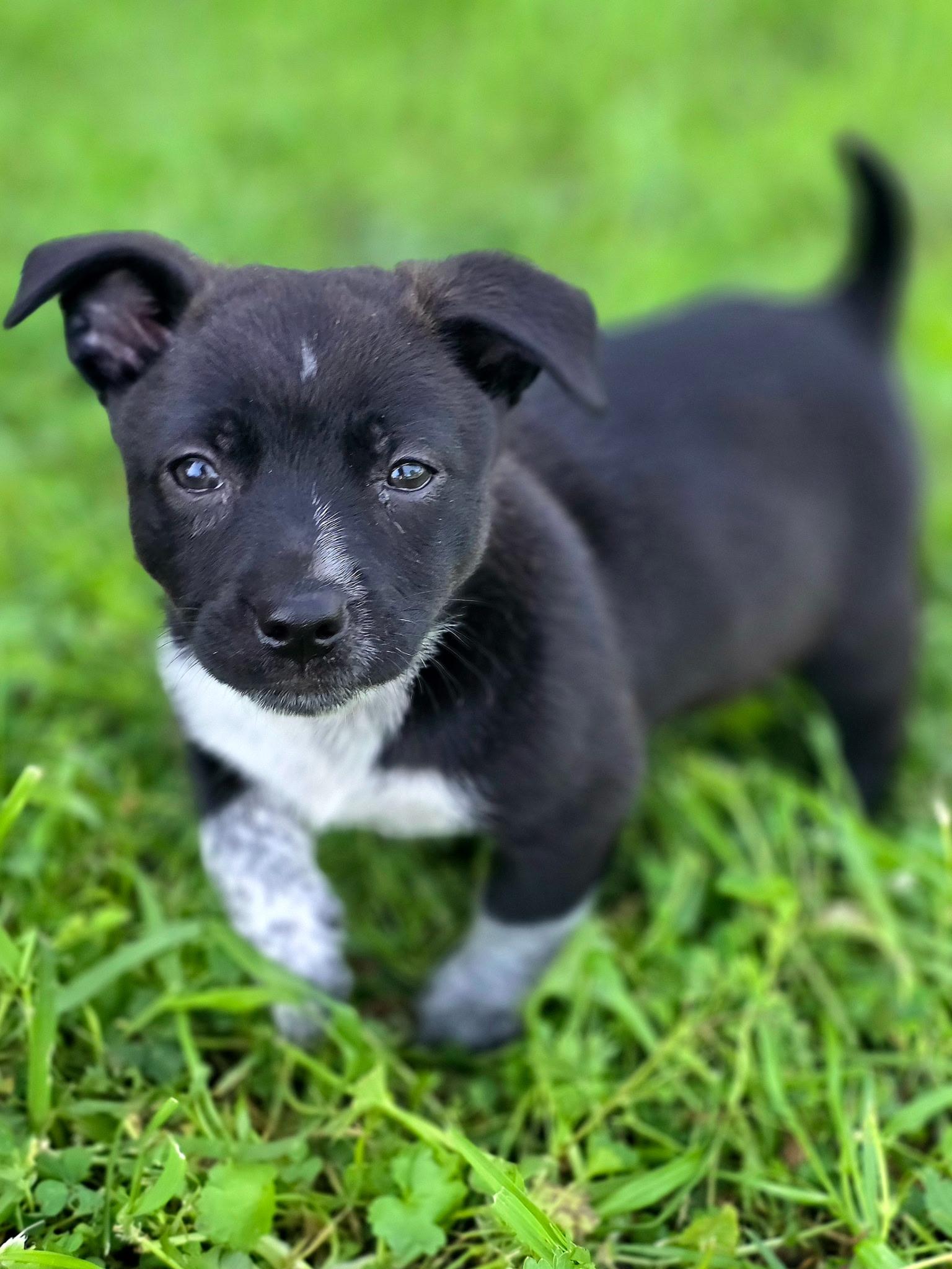 Betty, adopted, Puppy Female Chihuahua.