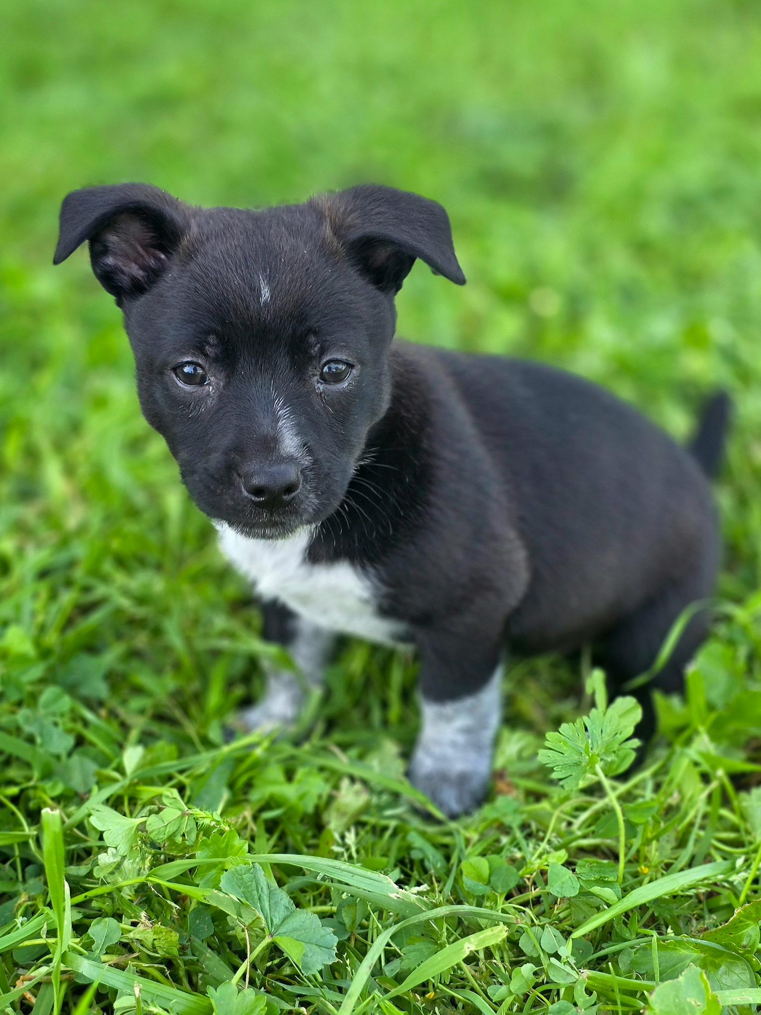 Enlarge Betty, an adopted mixed breed in Penryn, CA image 2/4