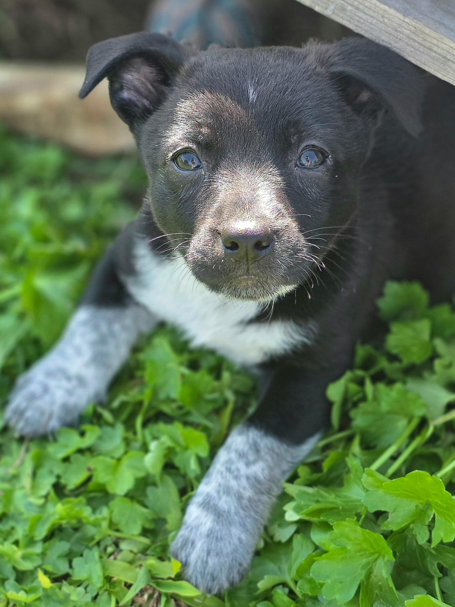 Enlarge Betty, an adopted mixed breed in Penryn, CA image 4/4