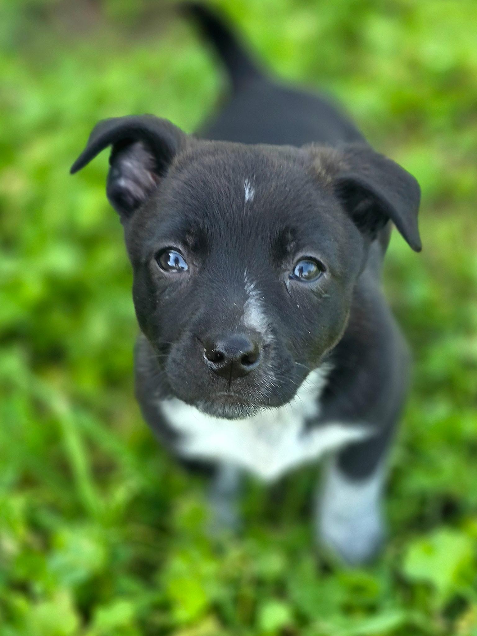 Enlarge Betty, an adopted mixed breed in Penryn, CA image 3/4