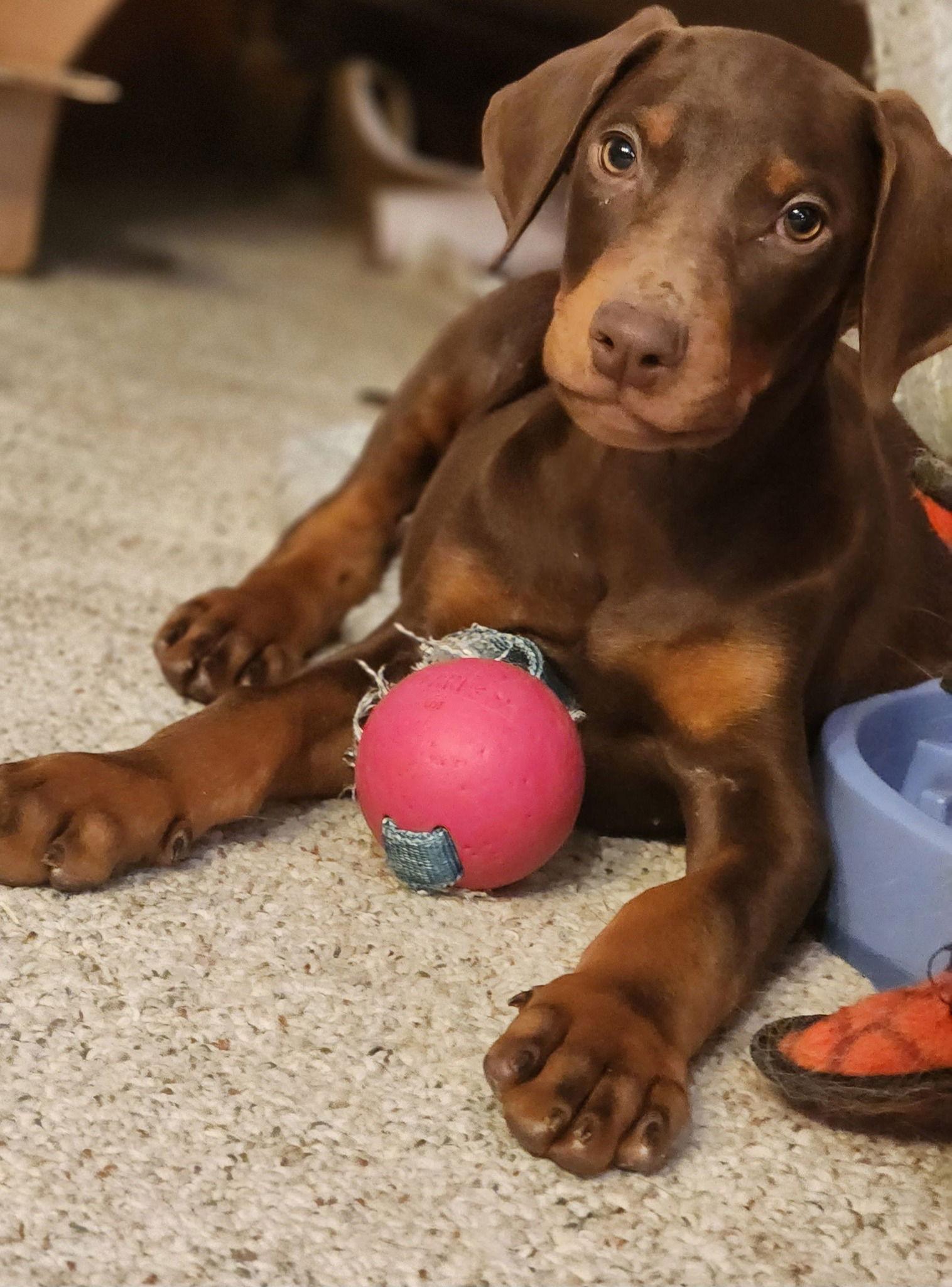 Buddy, Adopted, Puppy Male Doberman Pinscher.