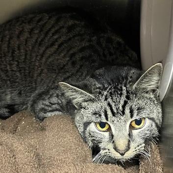 Yule — thumbnail 2