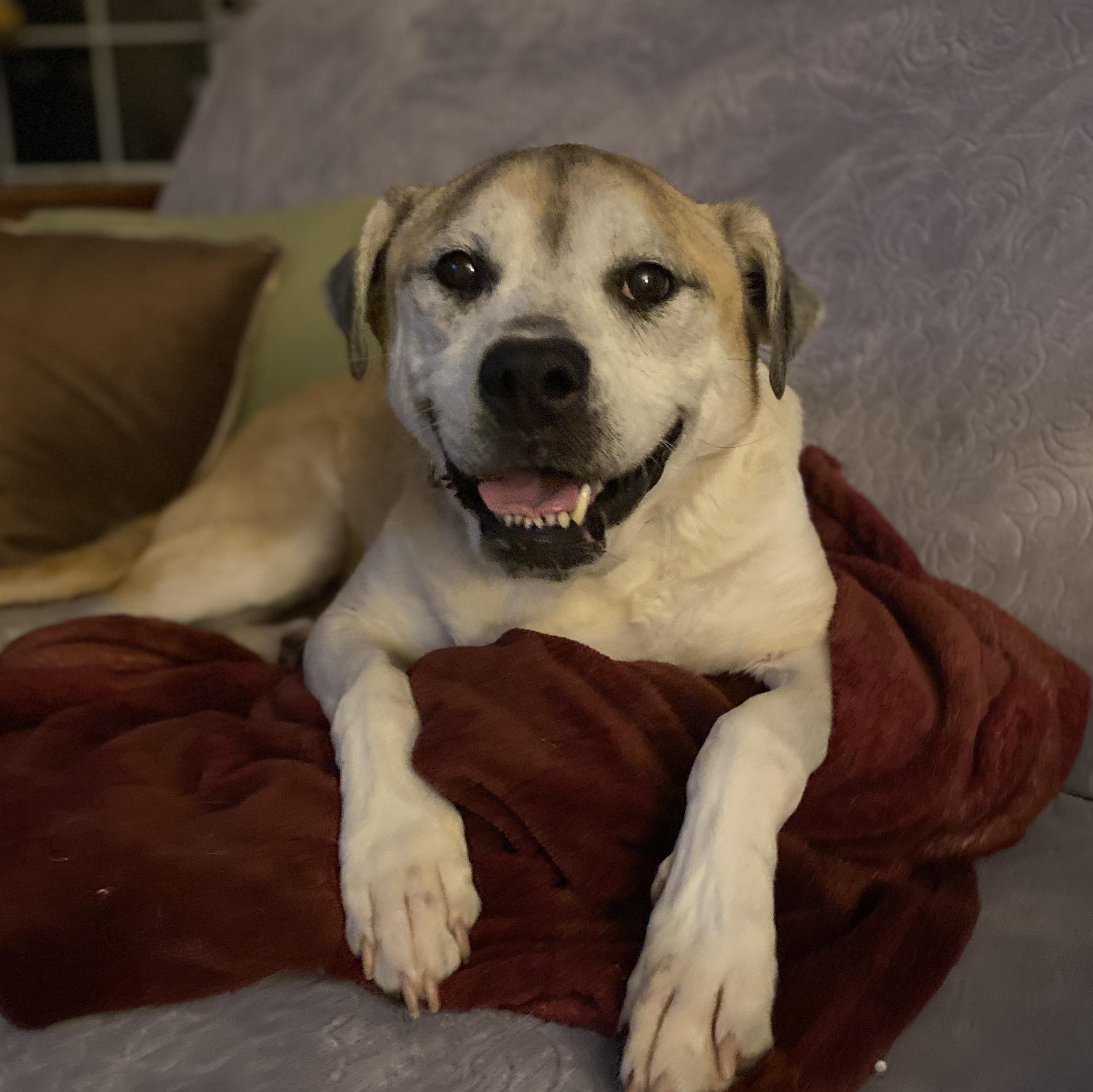 Enlarge Heimdall, a Adoptable mixed breed in Elyria, OH image 2/6