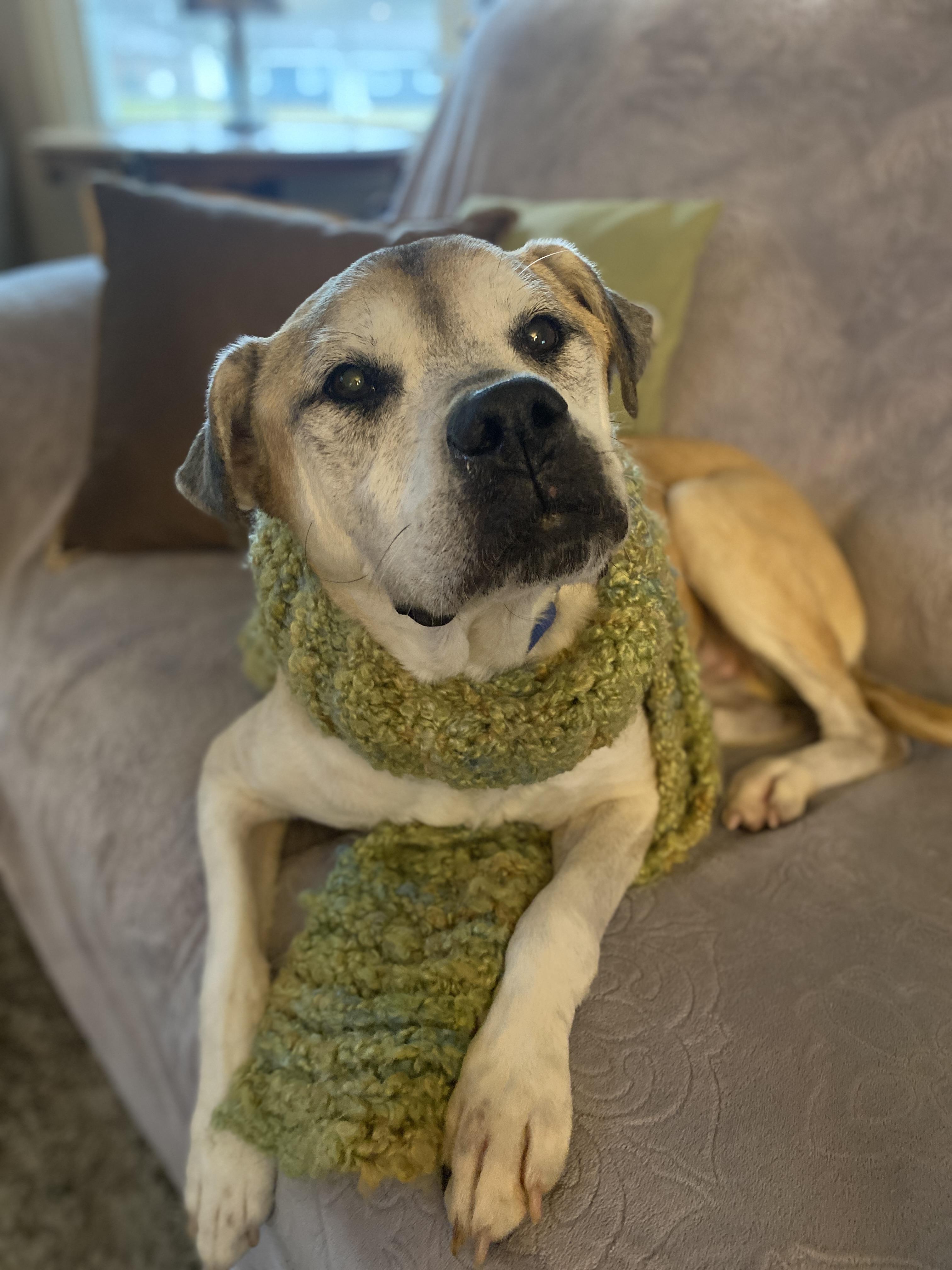 Enlarge Heimdall, a Adoptable mixed breed in Elyria, OH image 3/6